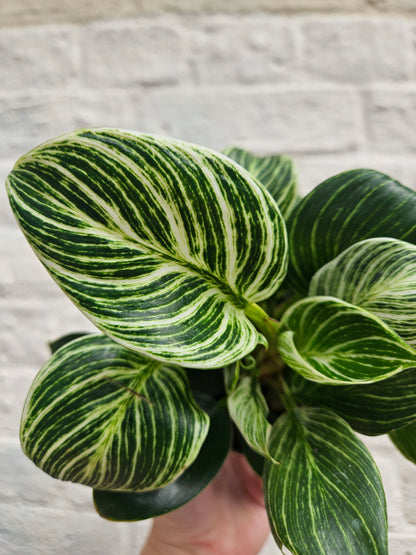 Philodendron birkin &