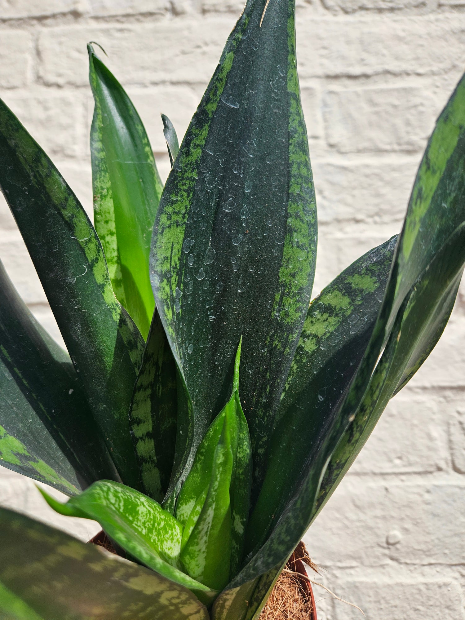 Sansevieria trifiasciata &