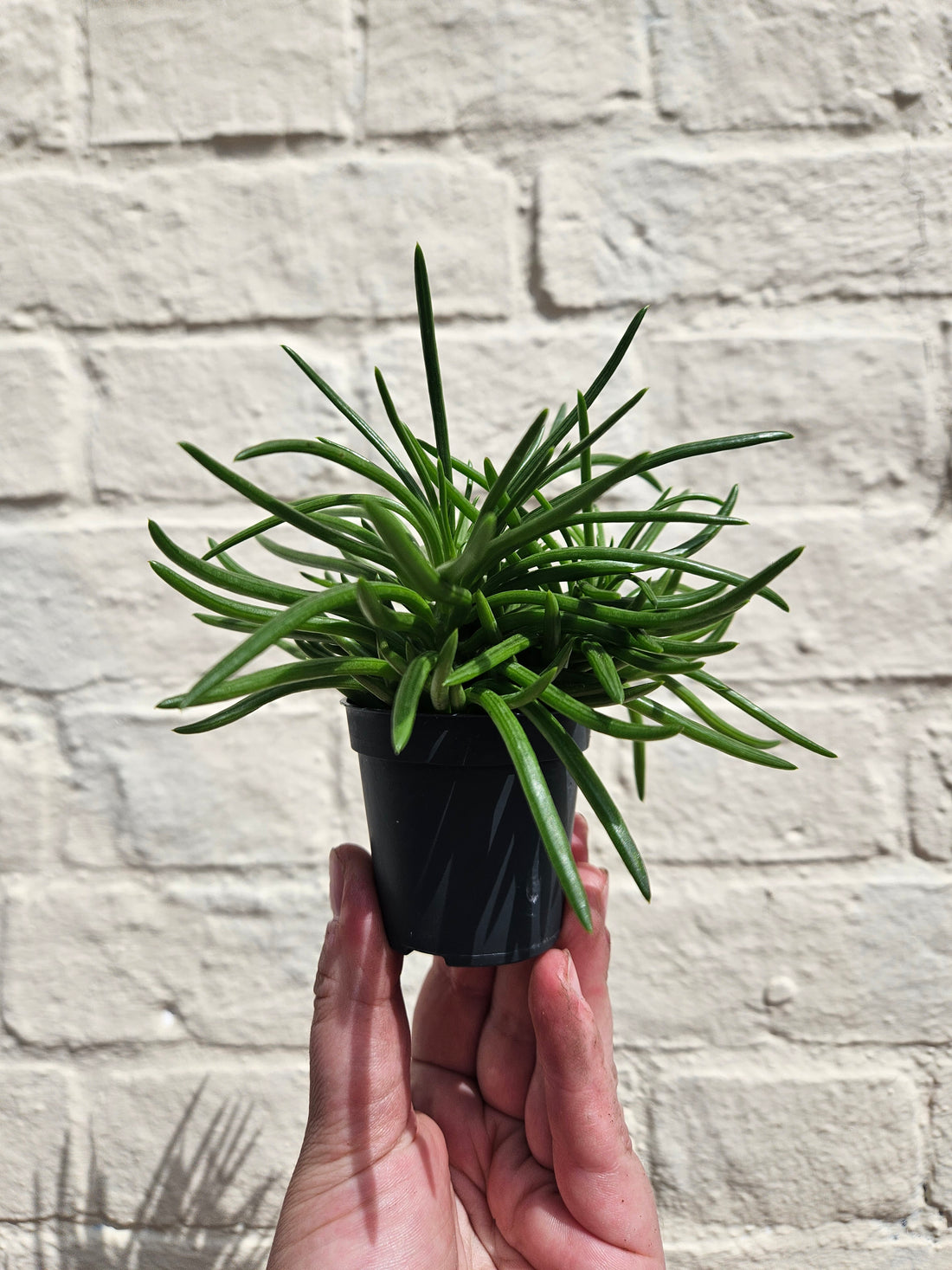 Senecio barbertonicus (Barberton groundsel/Bush senecio)