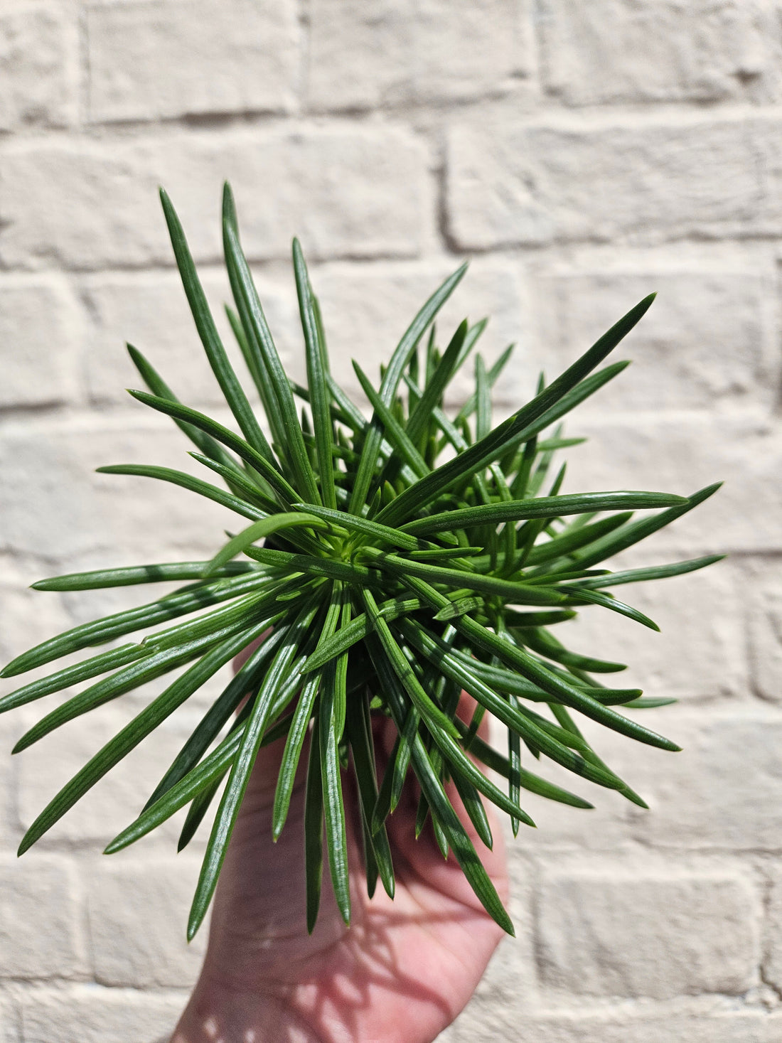 Senecio barbertonicus (Barberton groundsel/Bush senecio)