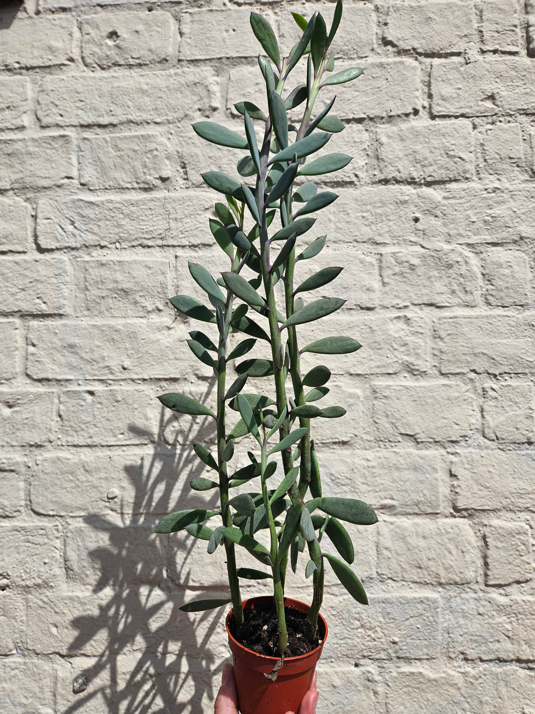 Senecio crassissimus (The propeller plant/Vertical leaf)