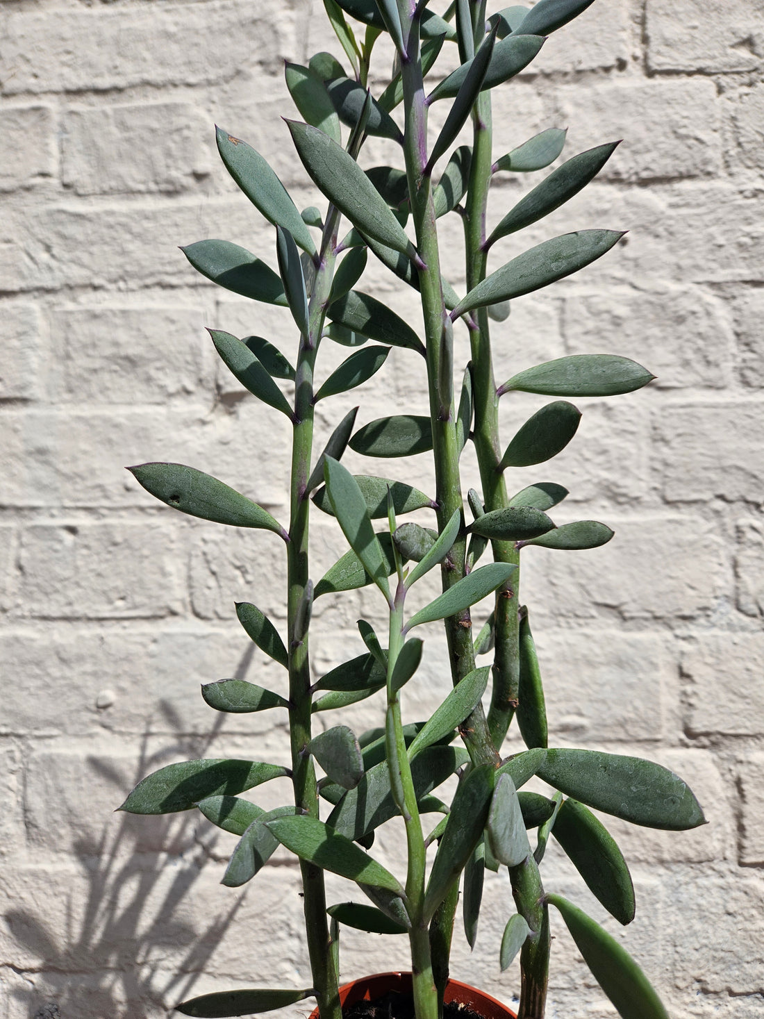 Senecio crassissimus (The propeller plant/Vertical leaf)