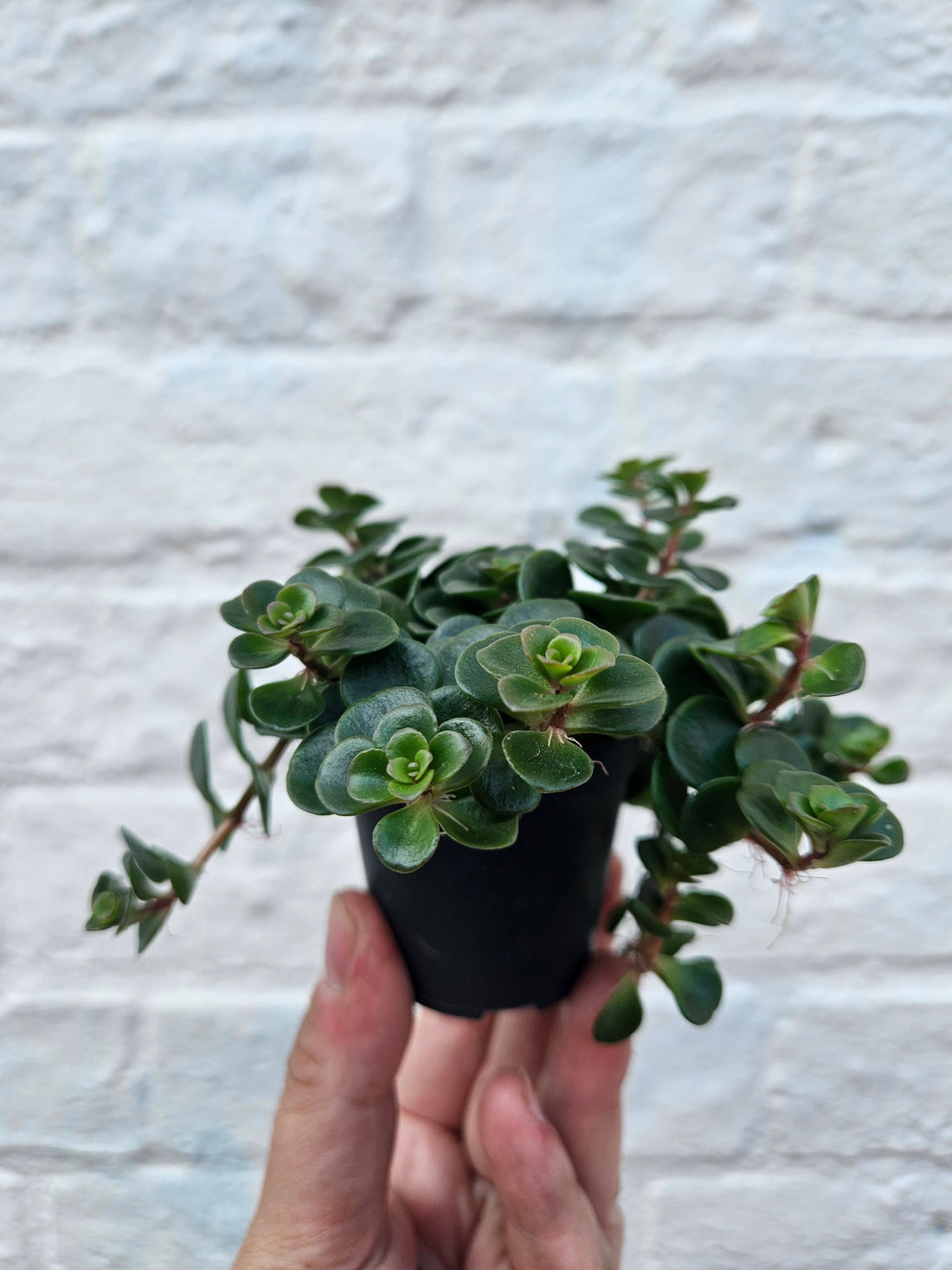 Sedum makinoi (Tundra Tornado)