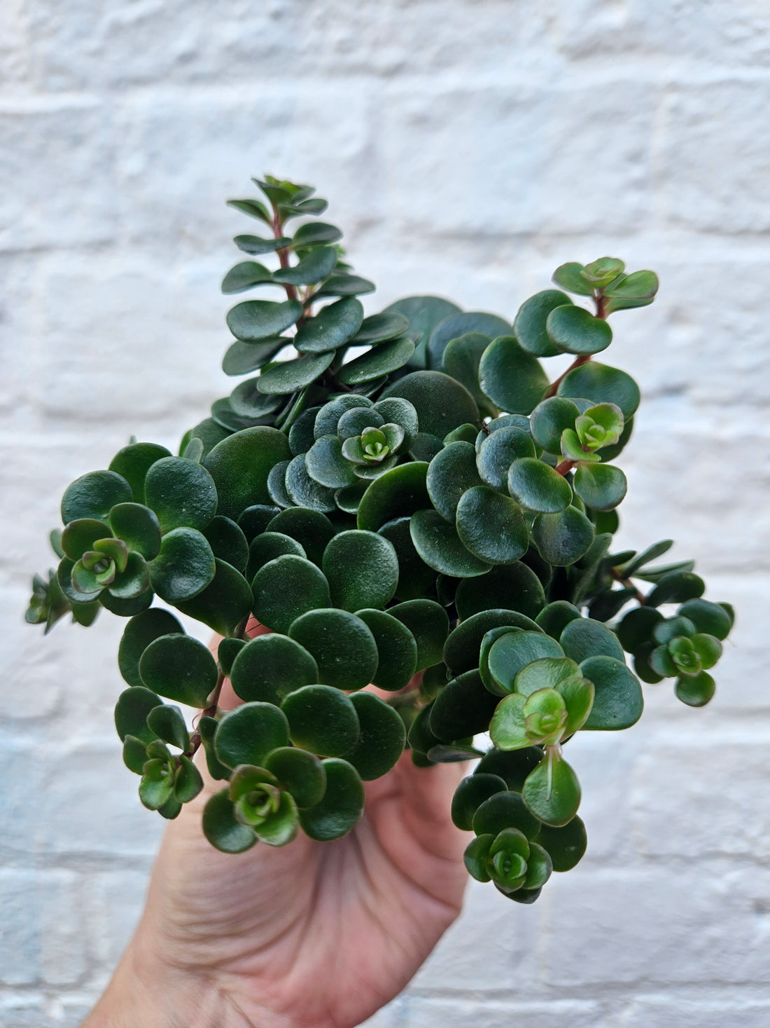 Sedum makinoi (Tundra Tornado)