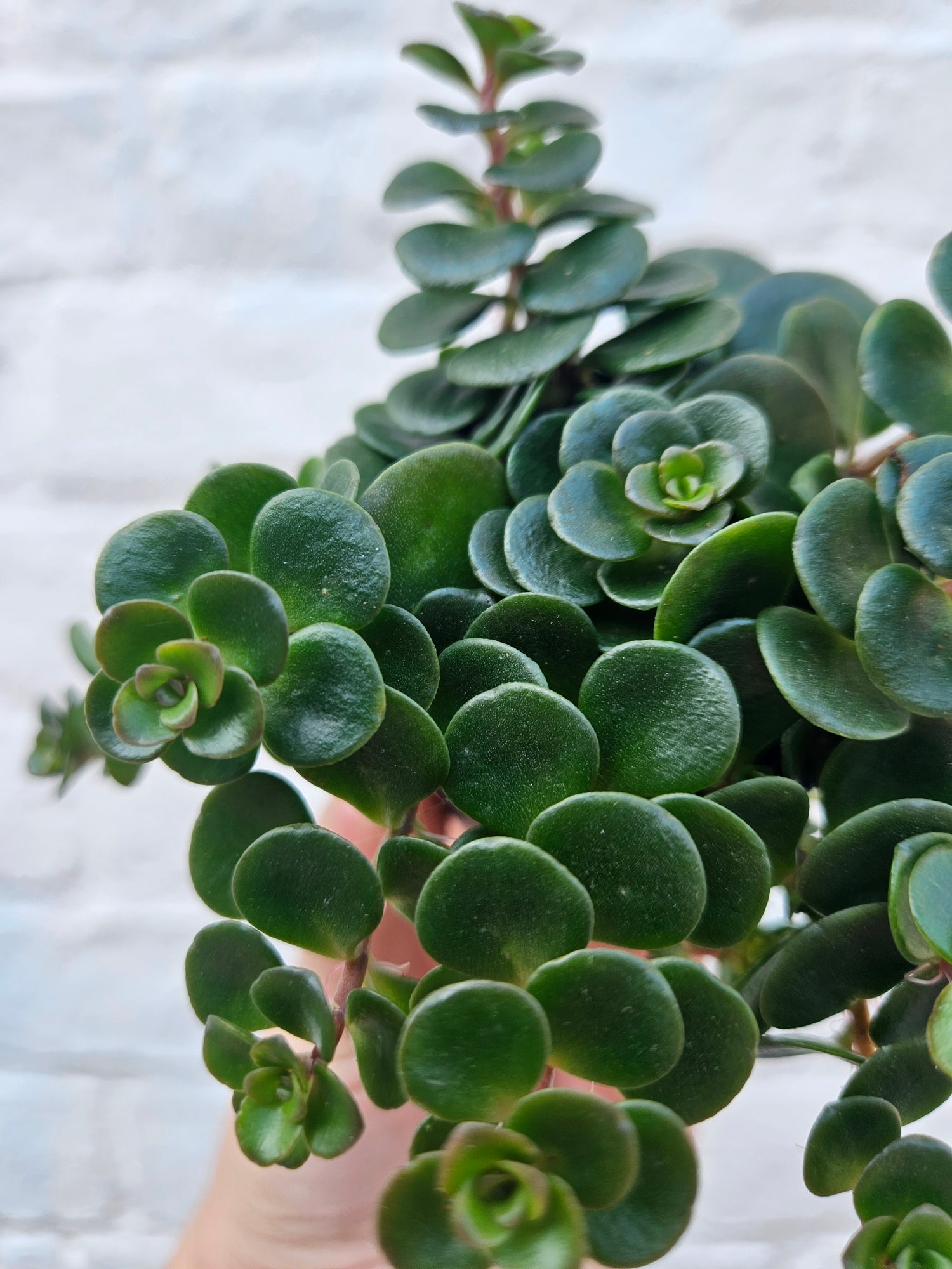Sedum makinoi (Tundra Tornado)