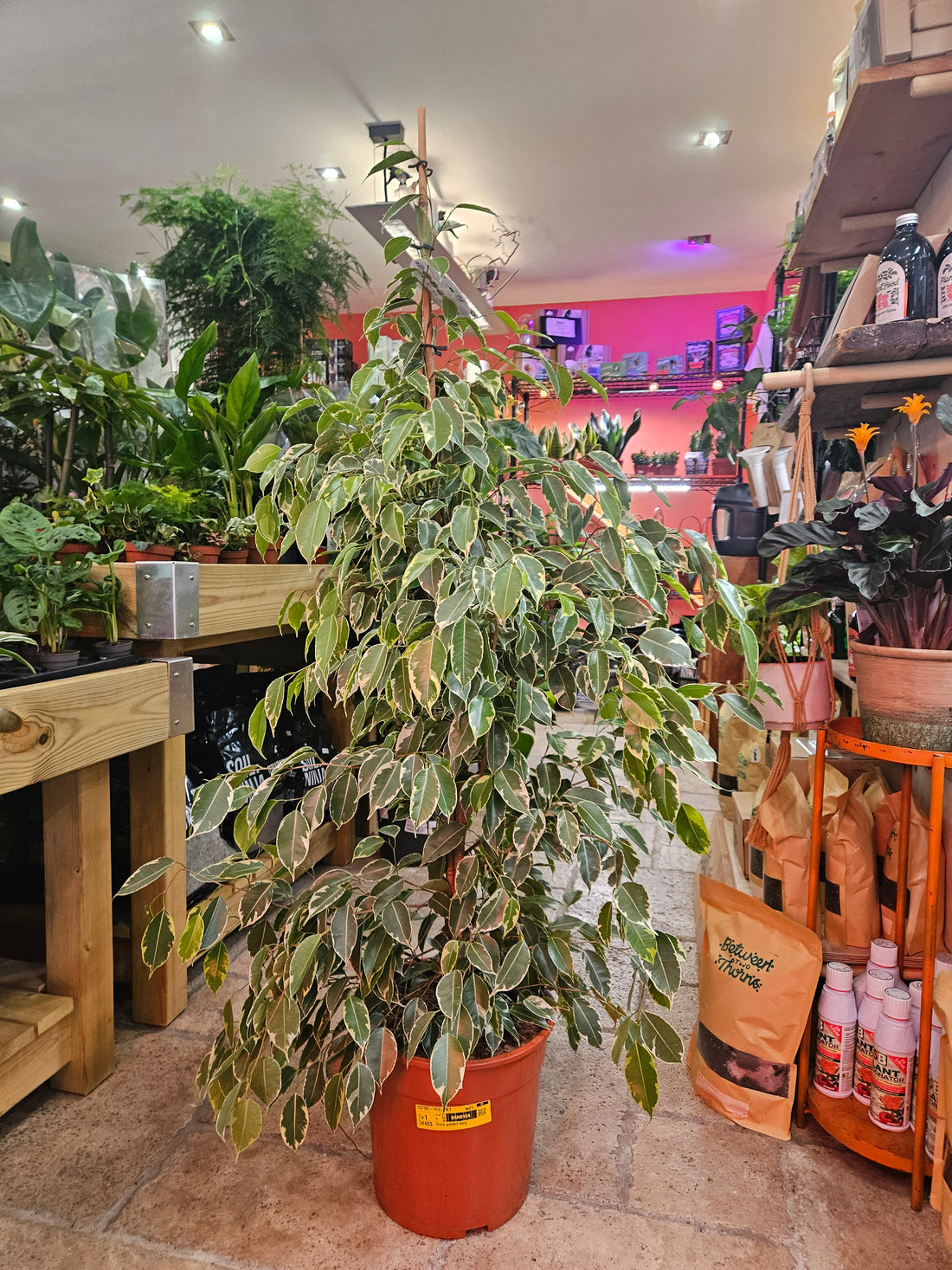 Ficus benjamina &