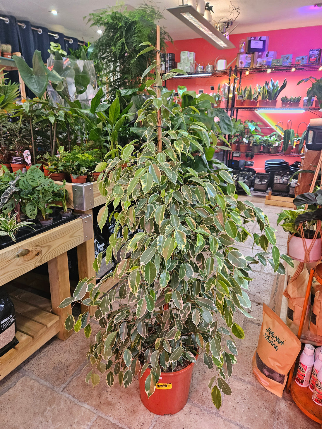 Ficus benjamina &