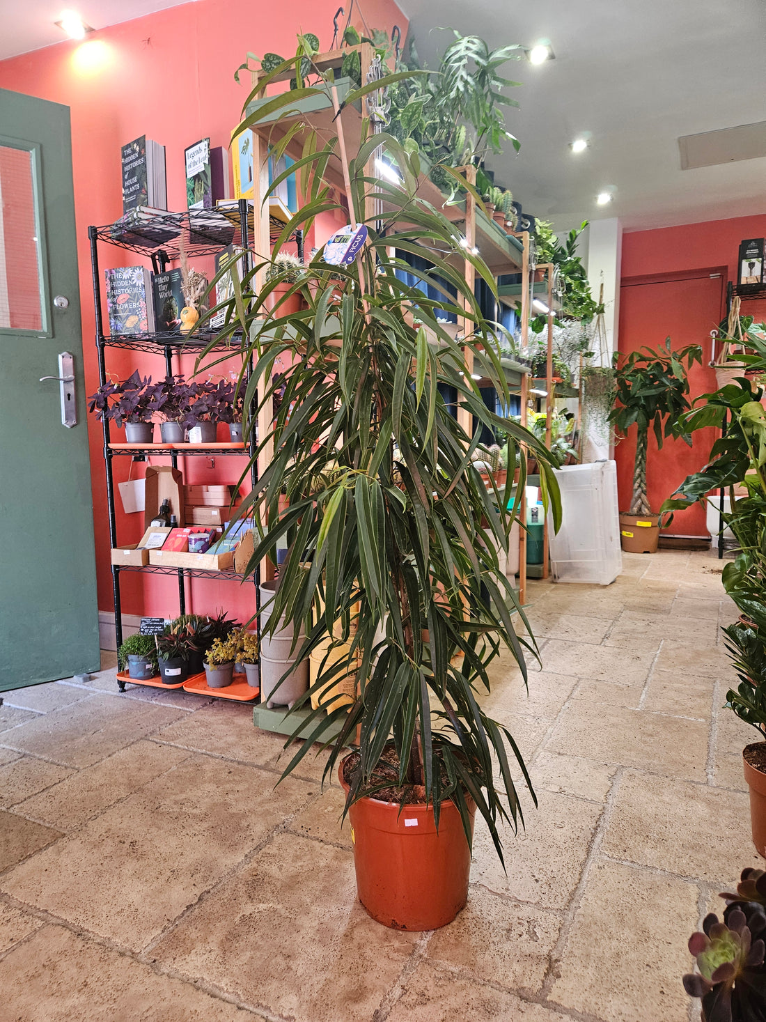 Ficus maclellandii &