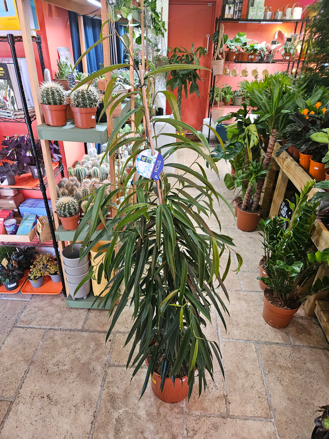 Ficus maclellandii &