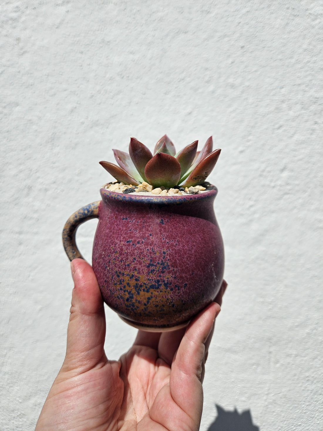 Small Cacti and Succulent Planter Mugs