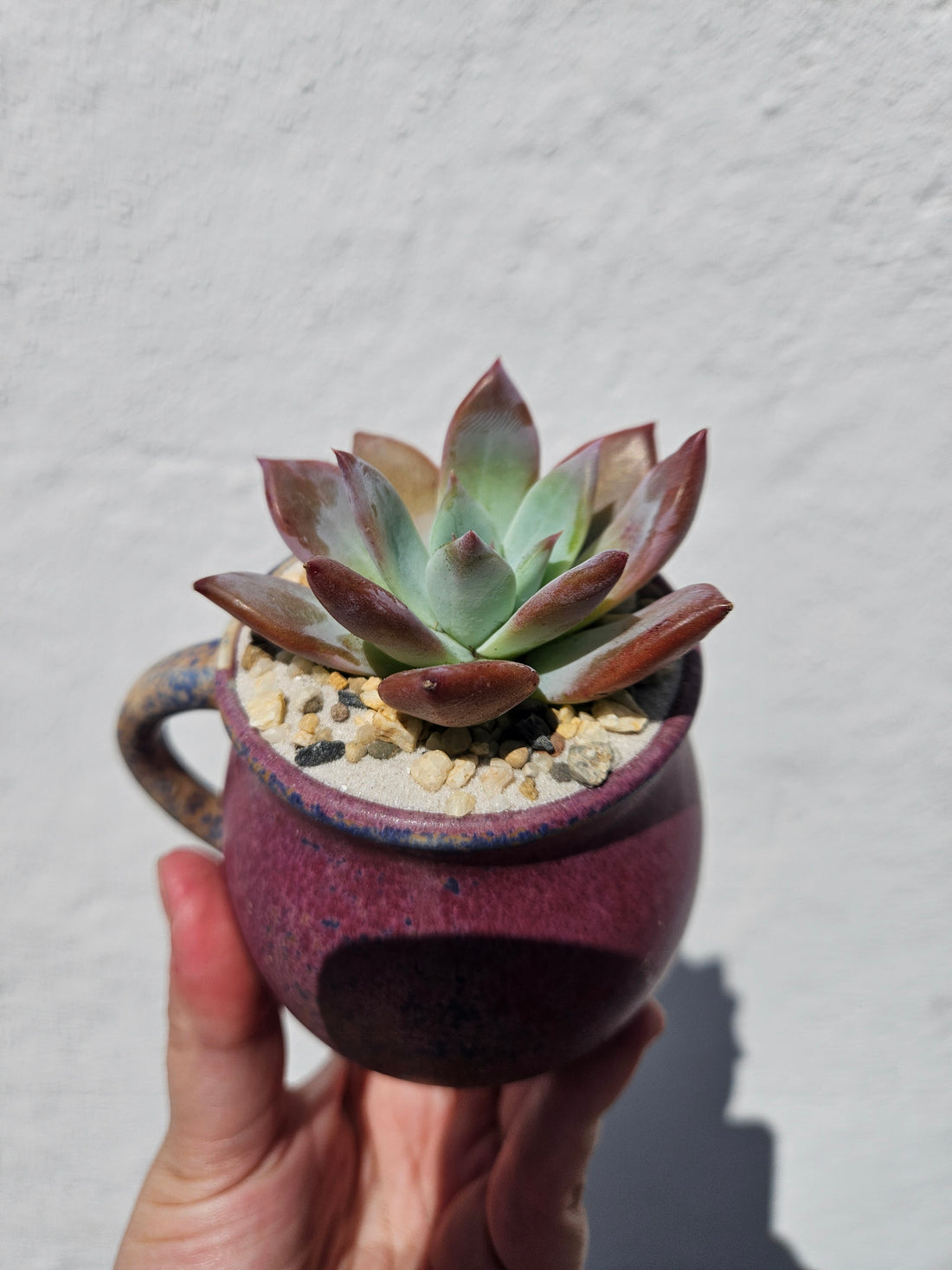 Small Cacti and Succulent Planter Mugs