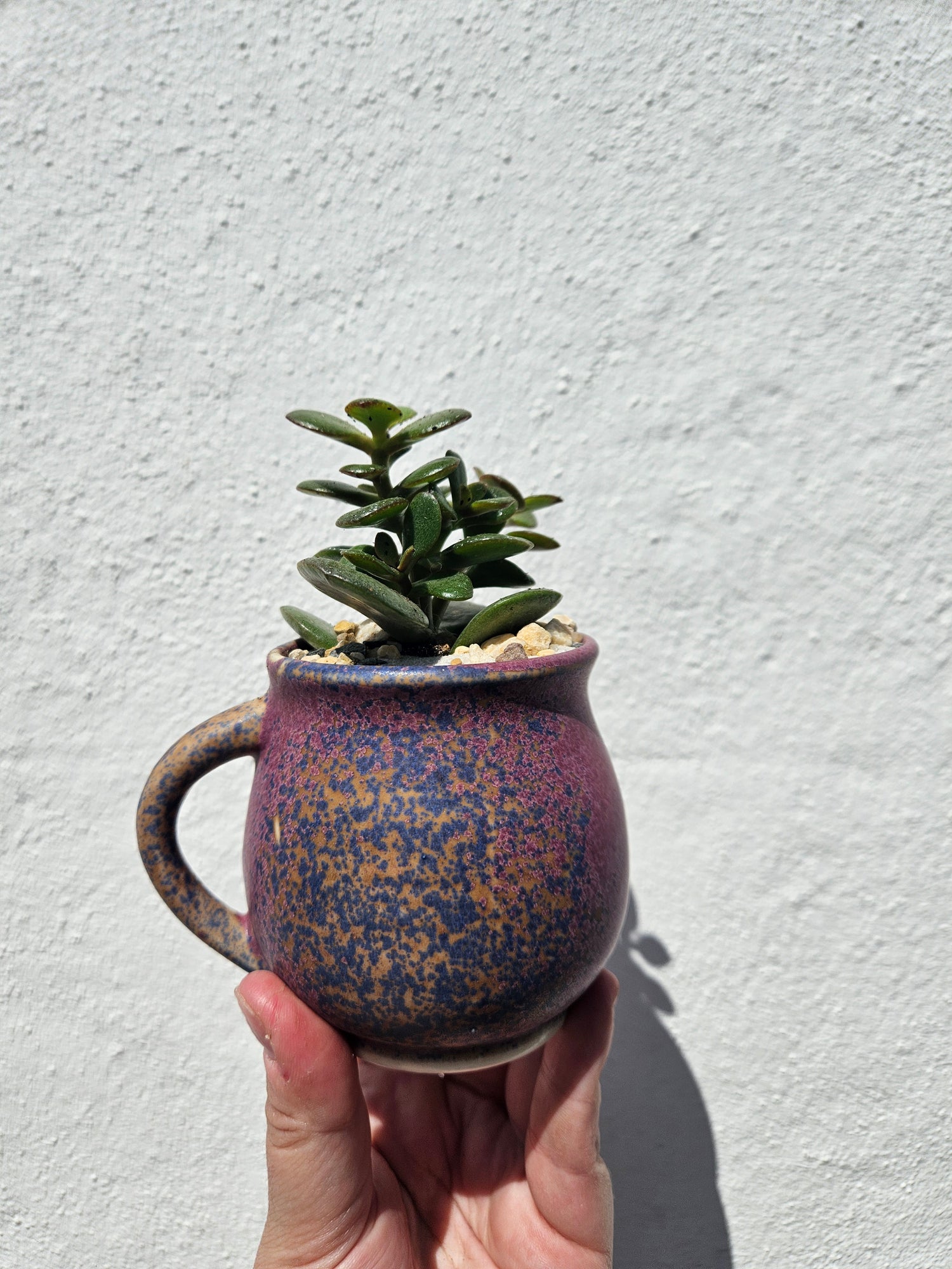 Small Cacti and Succulent Planter Mugs