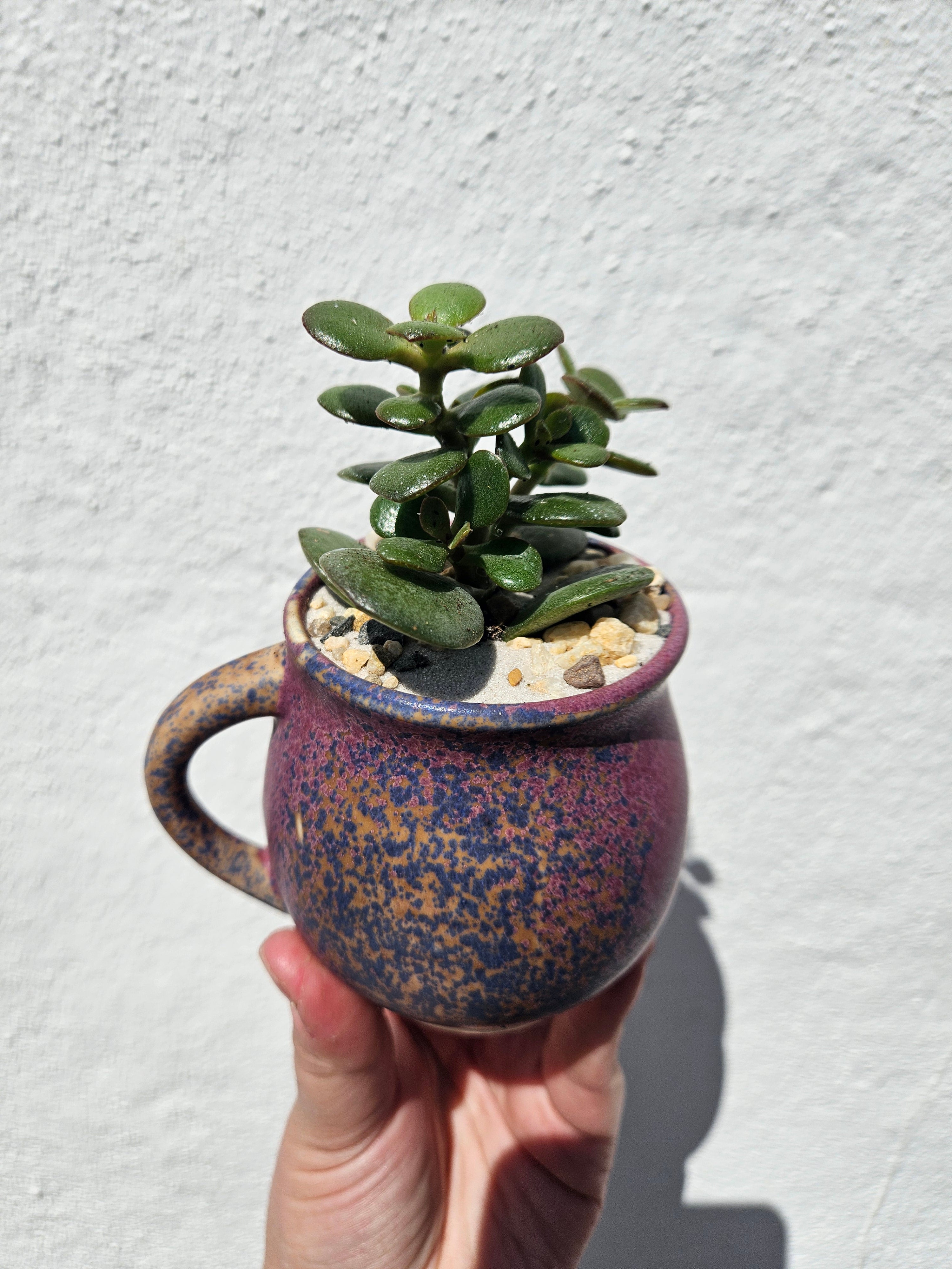 Small Cacti and Succulent Planter Mugs