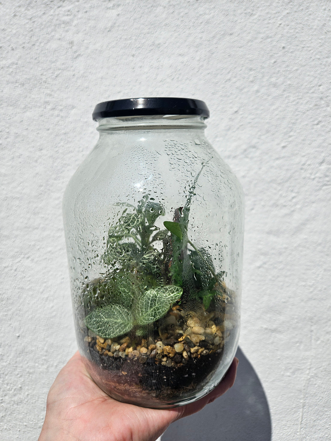 Glass Closed Jar Terrarium with lid