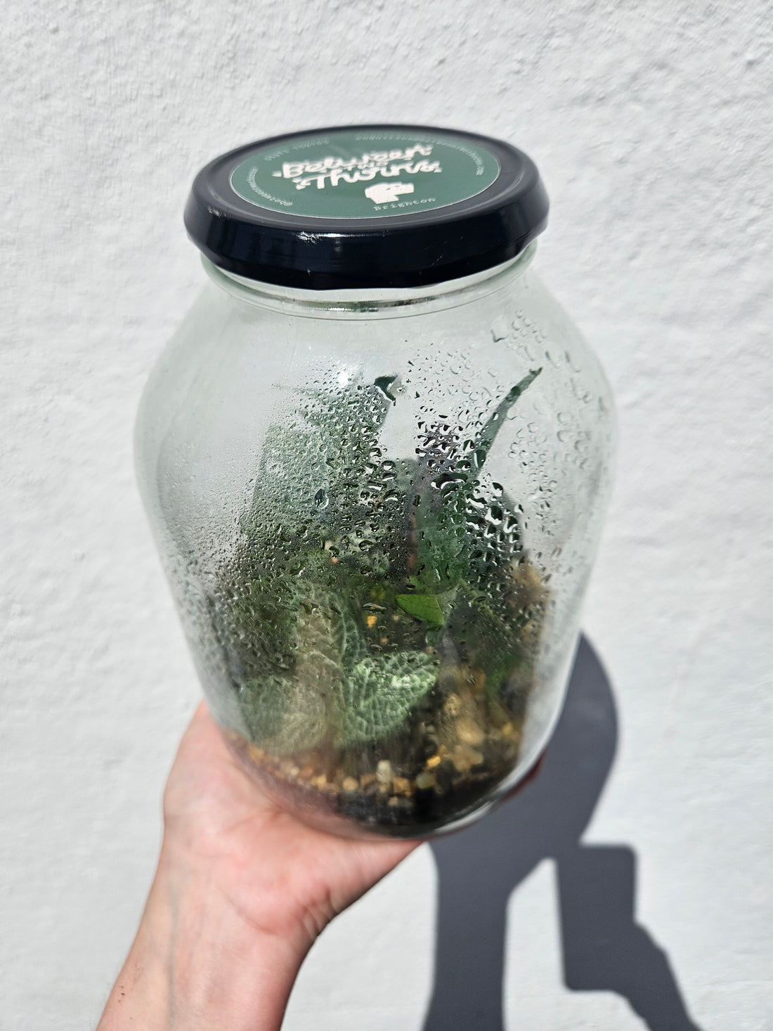 Glass Closed Jar Terrarium with lid