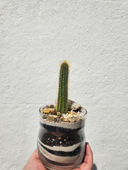 Round Glass Jar Open Terrarium