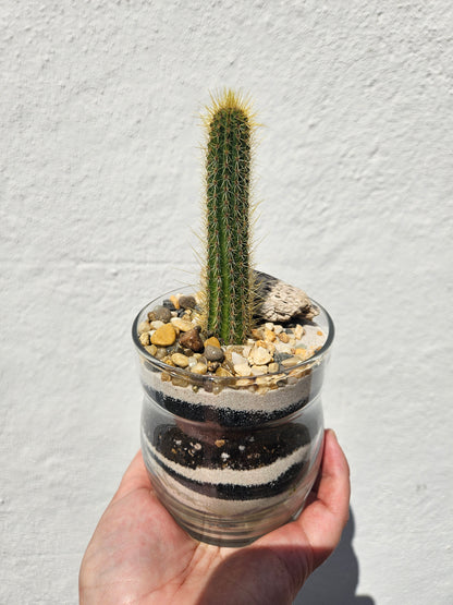 Round Glass Jar Open Terrarium
