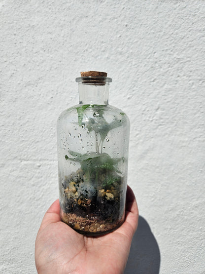 Small Glass Closed Terrarium