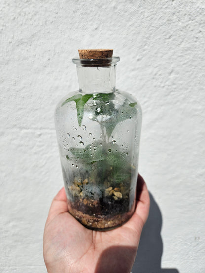 Small Glass Closed Terrarium
