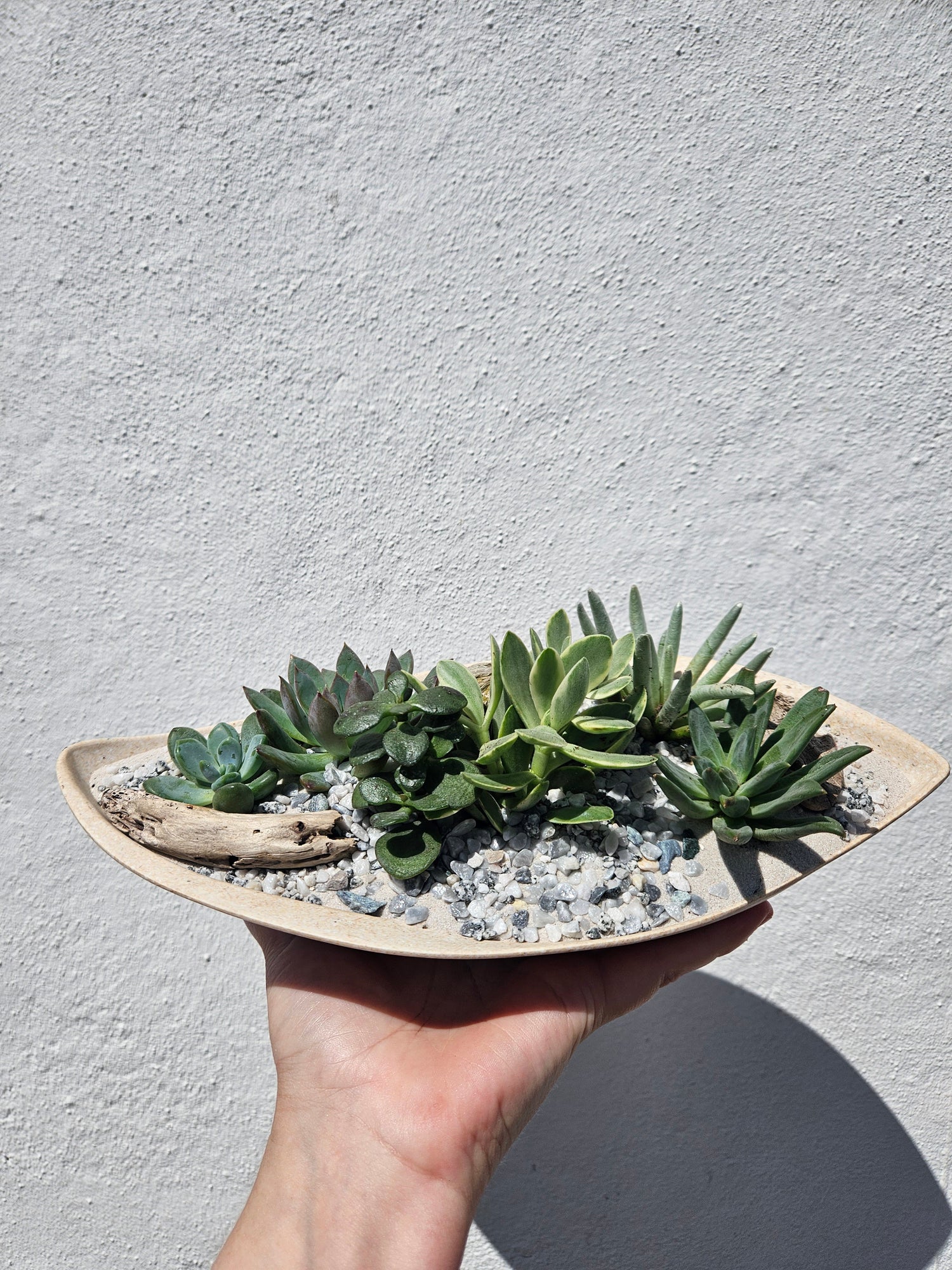 Husk curved seed pod Open Terrarium -2 colours available