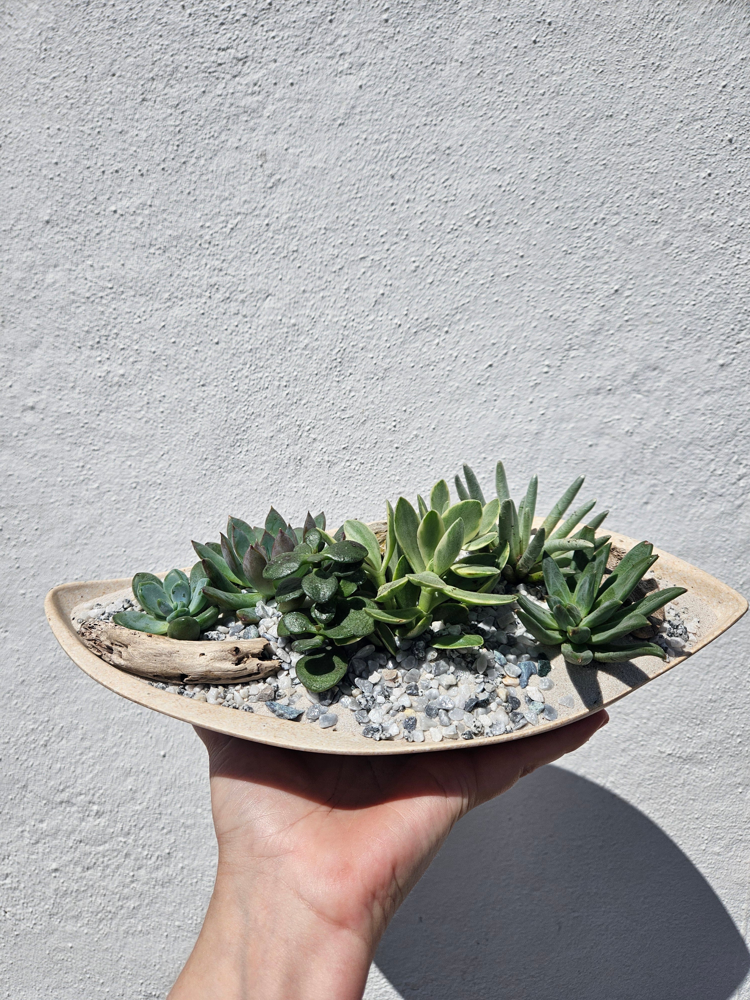 Husk curved seed pod Open Terrarium -2 colours available