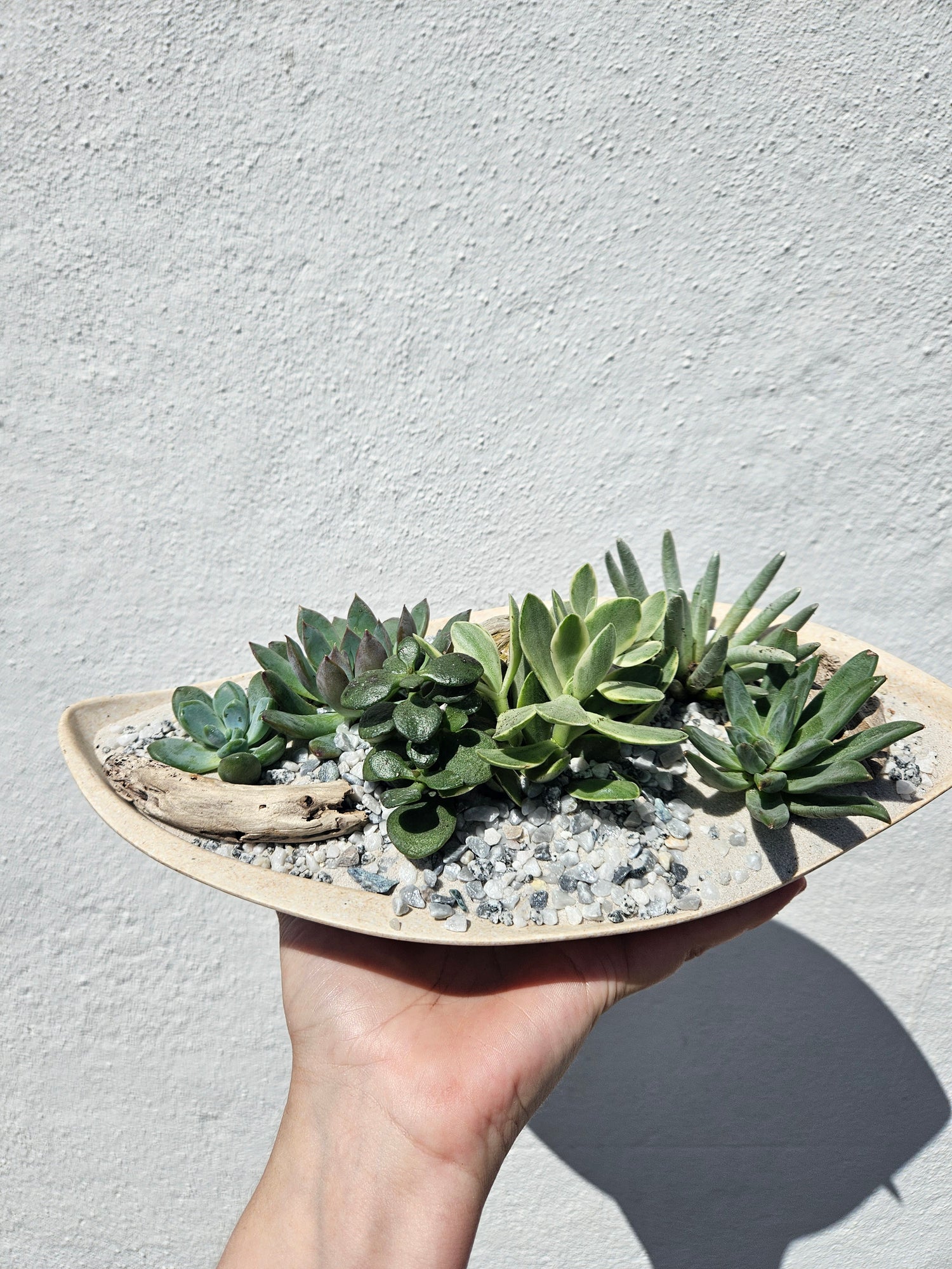 Husk curved seed pod Open Terrarium -2 colours available