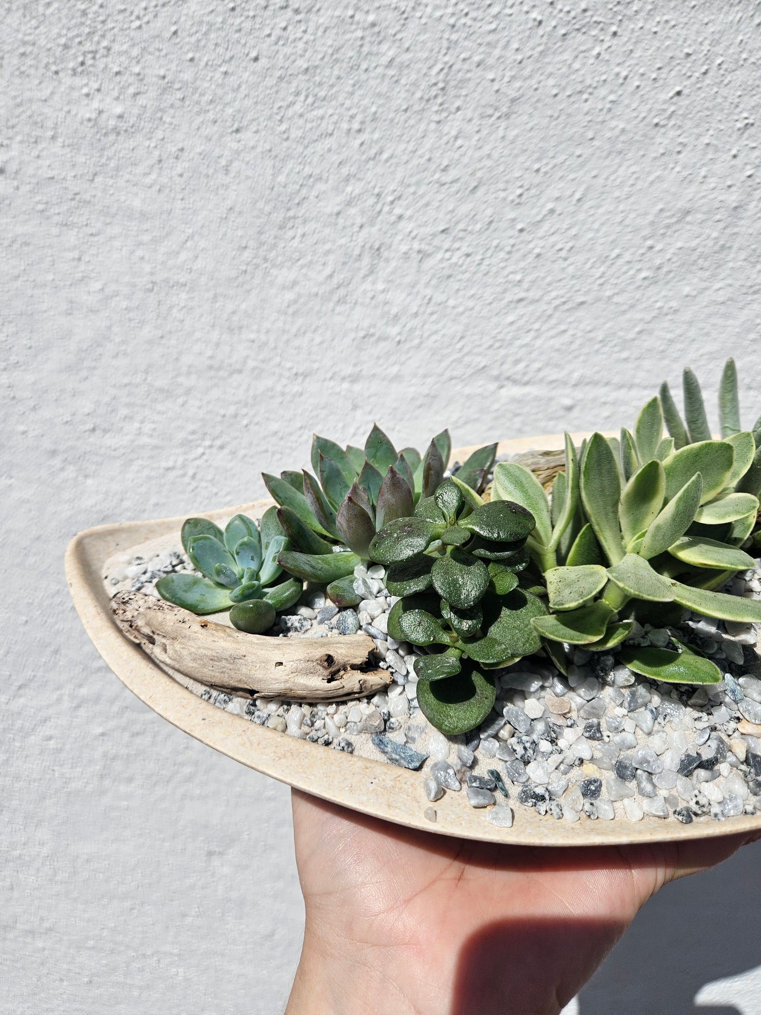 Husk curved seed pod Open Terrarium -2 colours available