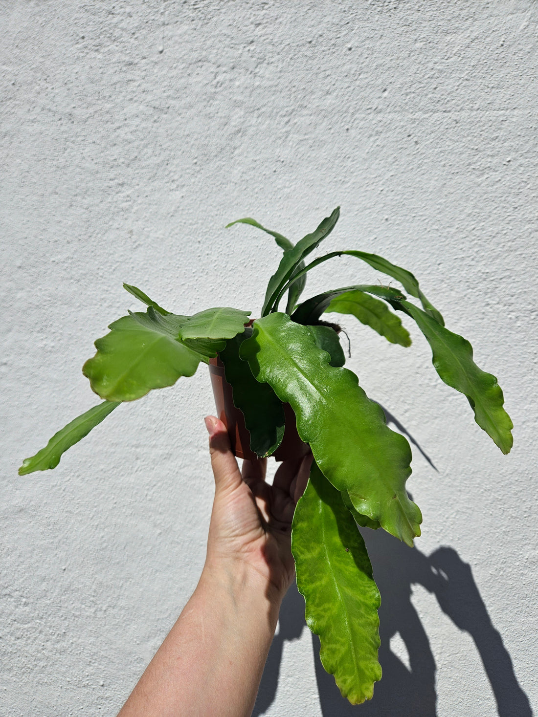 Epiphyllum &