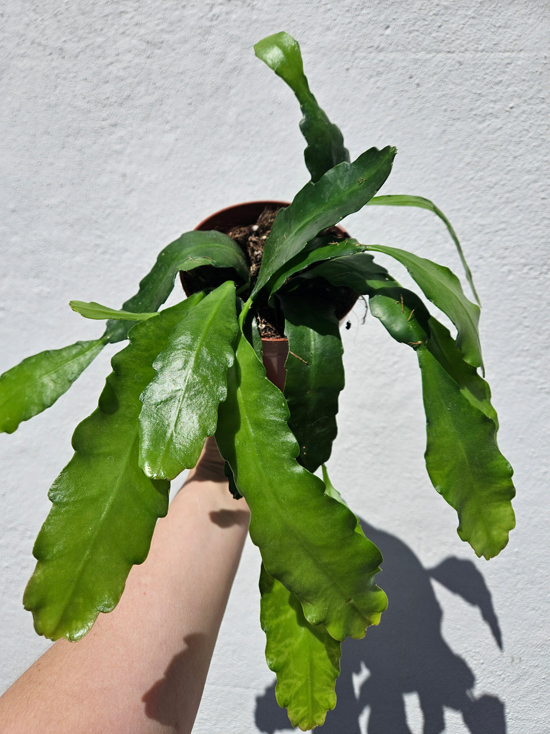 Epiphyllum &