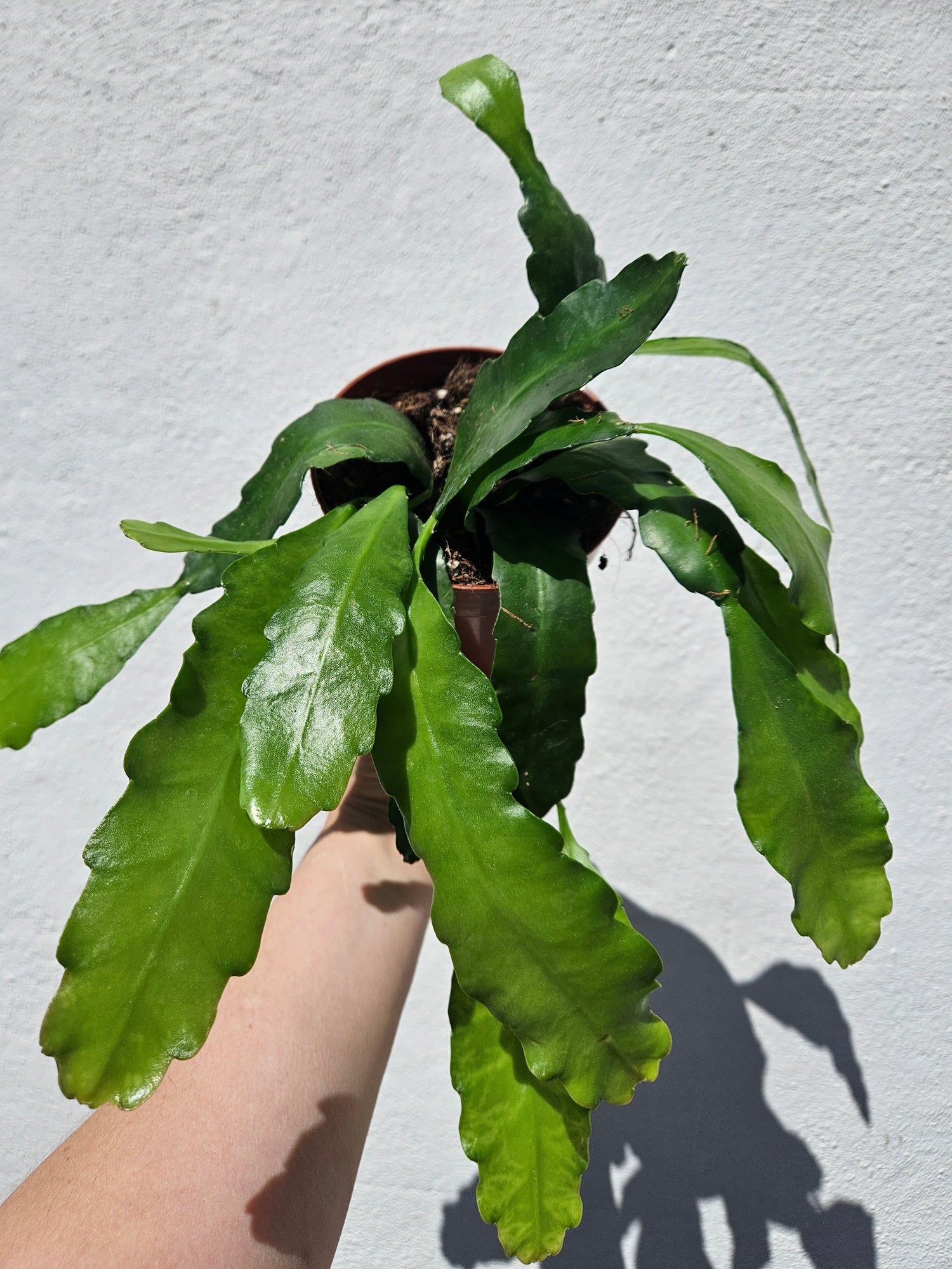 Epiphyllum &