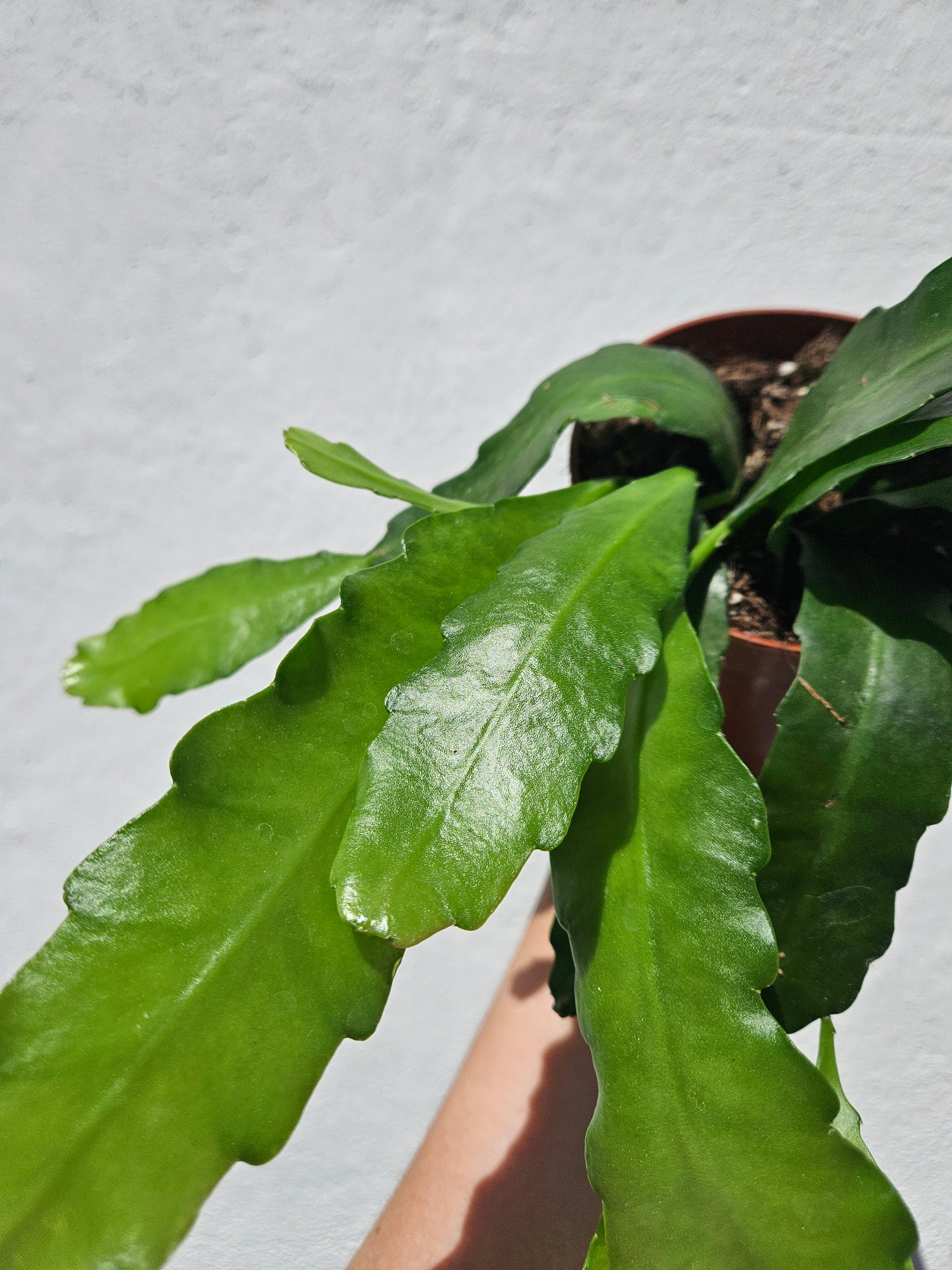 Epiphyllum &