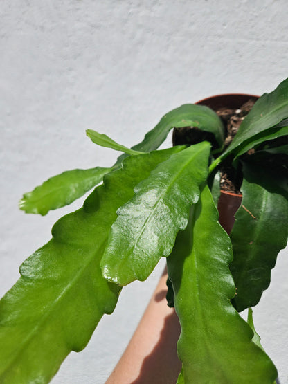 Epiphyllum &