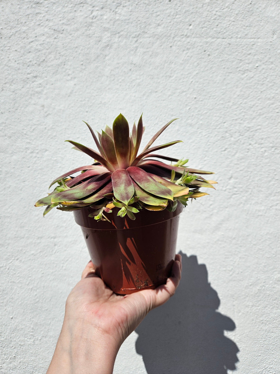 Sempervivum &