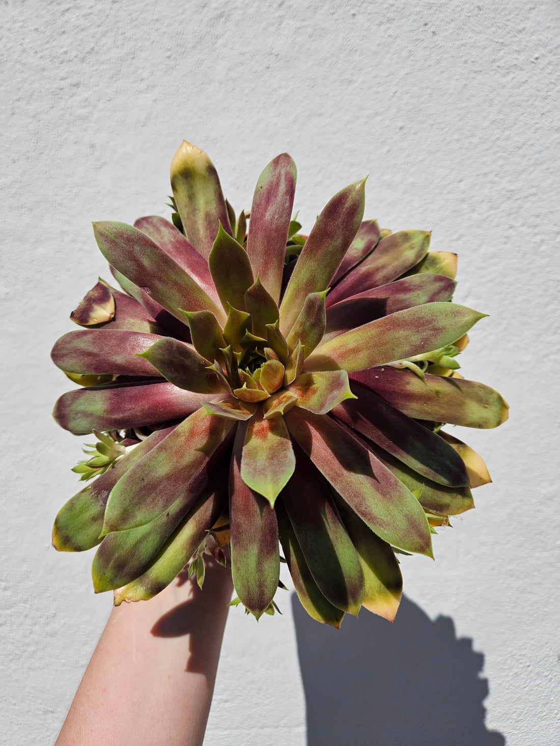 Sempervivum &