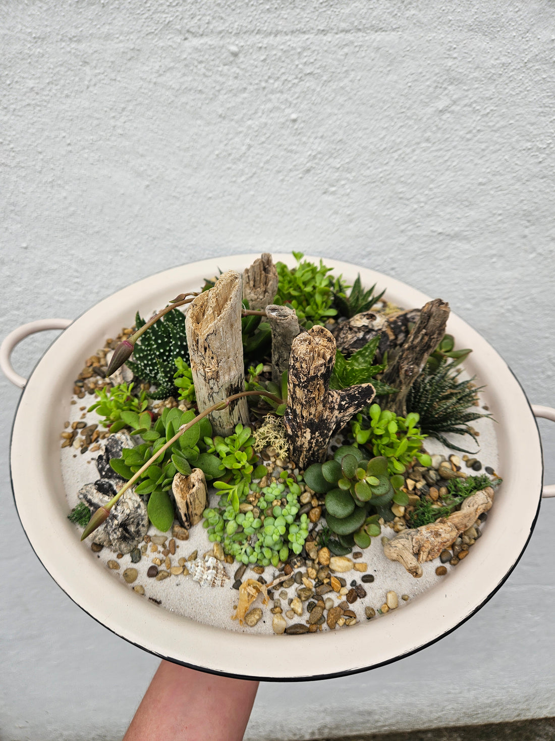 Open Terrarium Planted metal bowl with handles