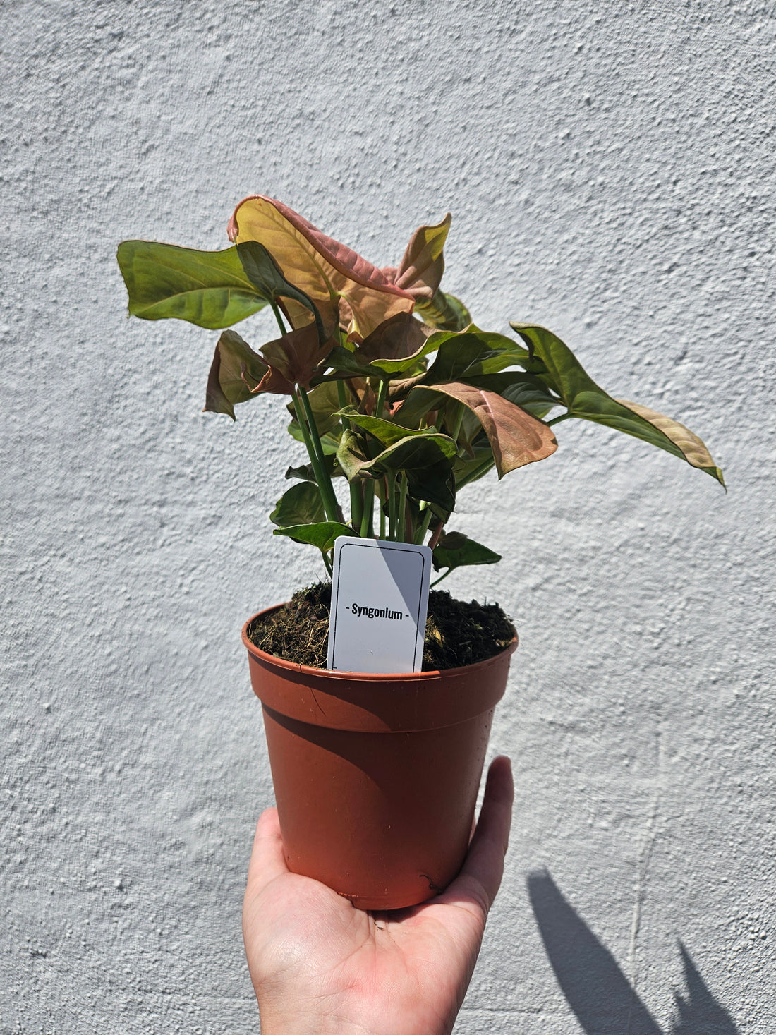 Syngonium podophyllum &