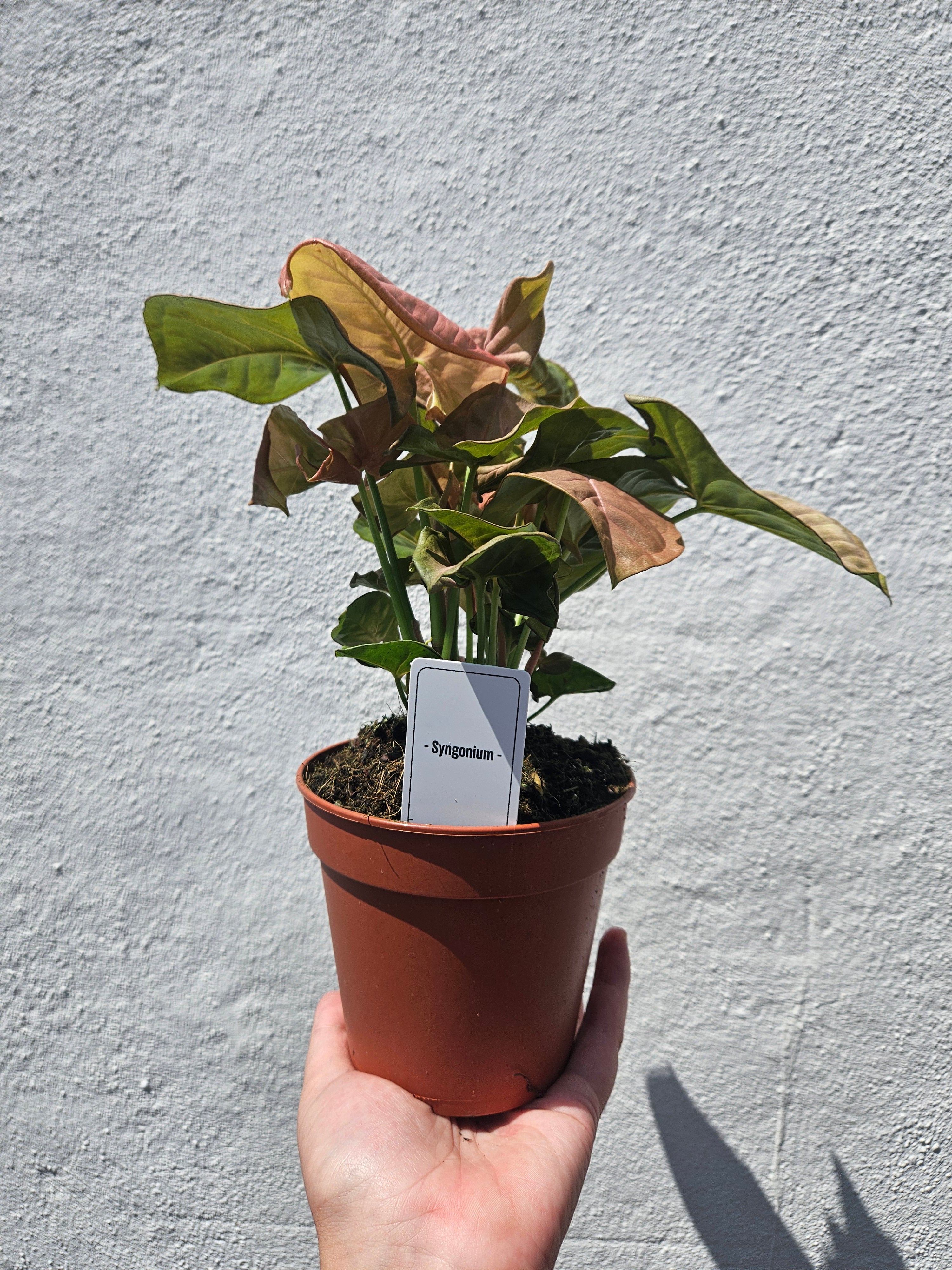 Syngonium podophyllum &