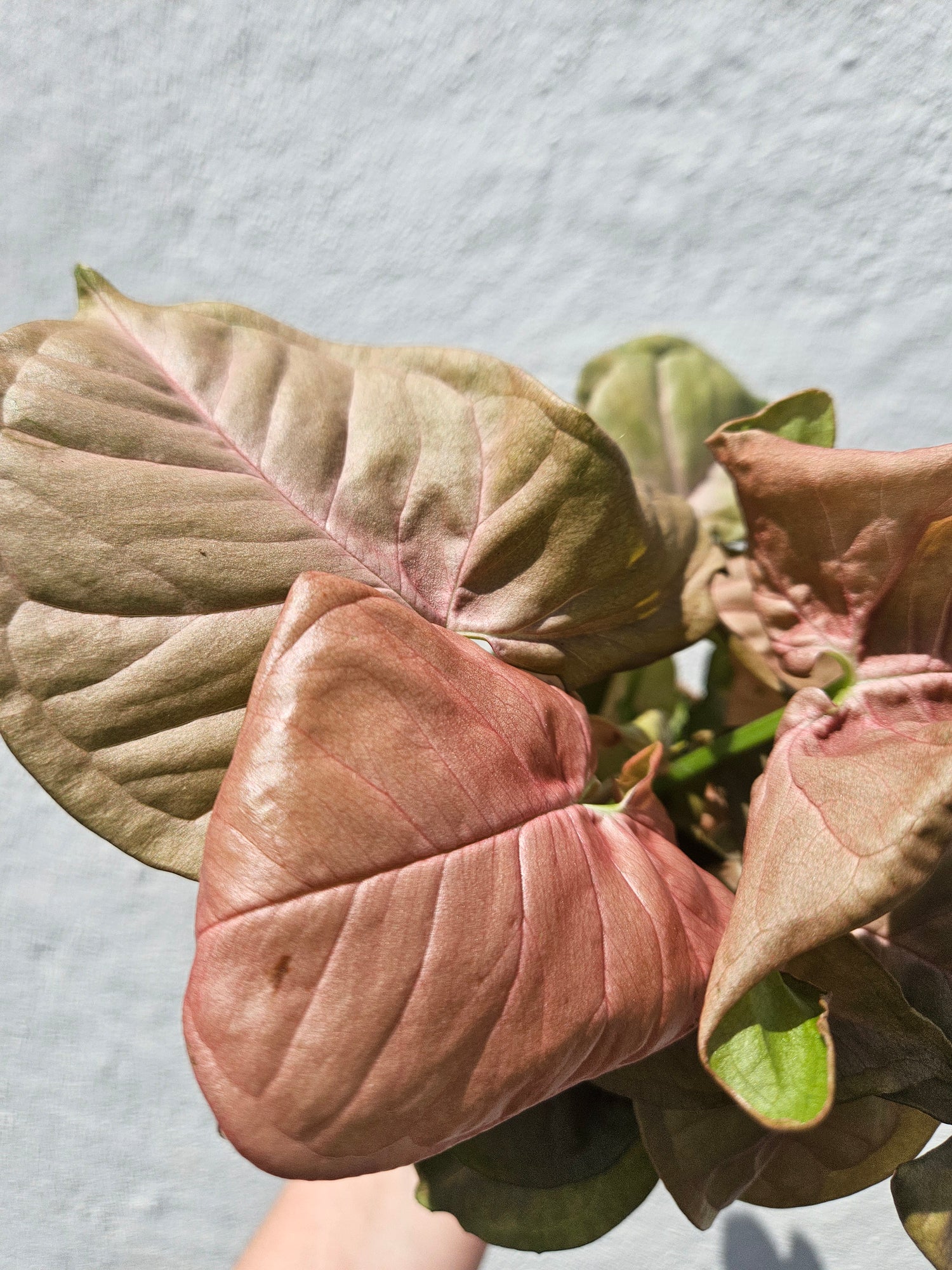Syngonium podophyllum &