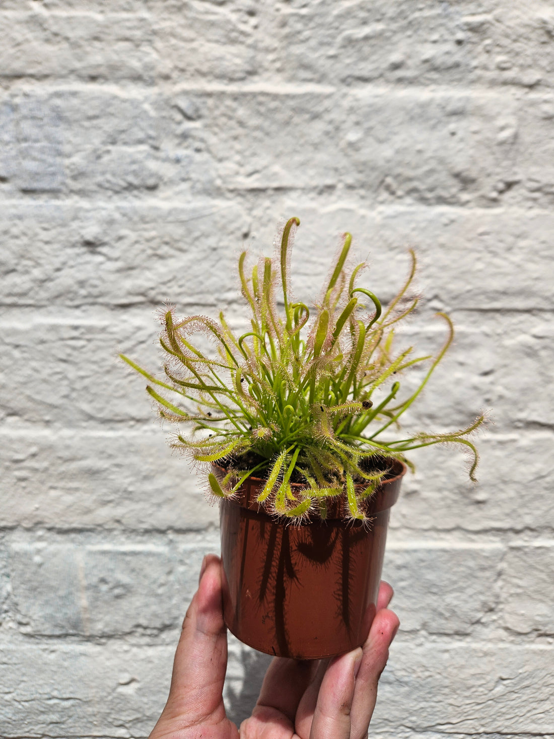 Drosera capensis alba (Carniverous plant/ Cape sundew-white form)