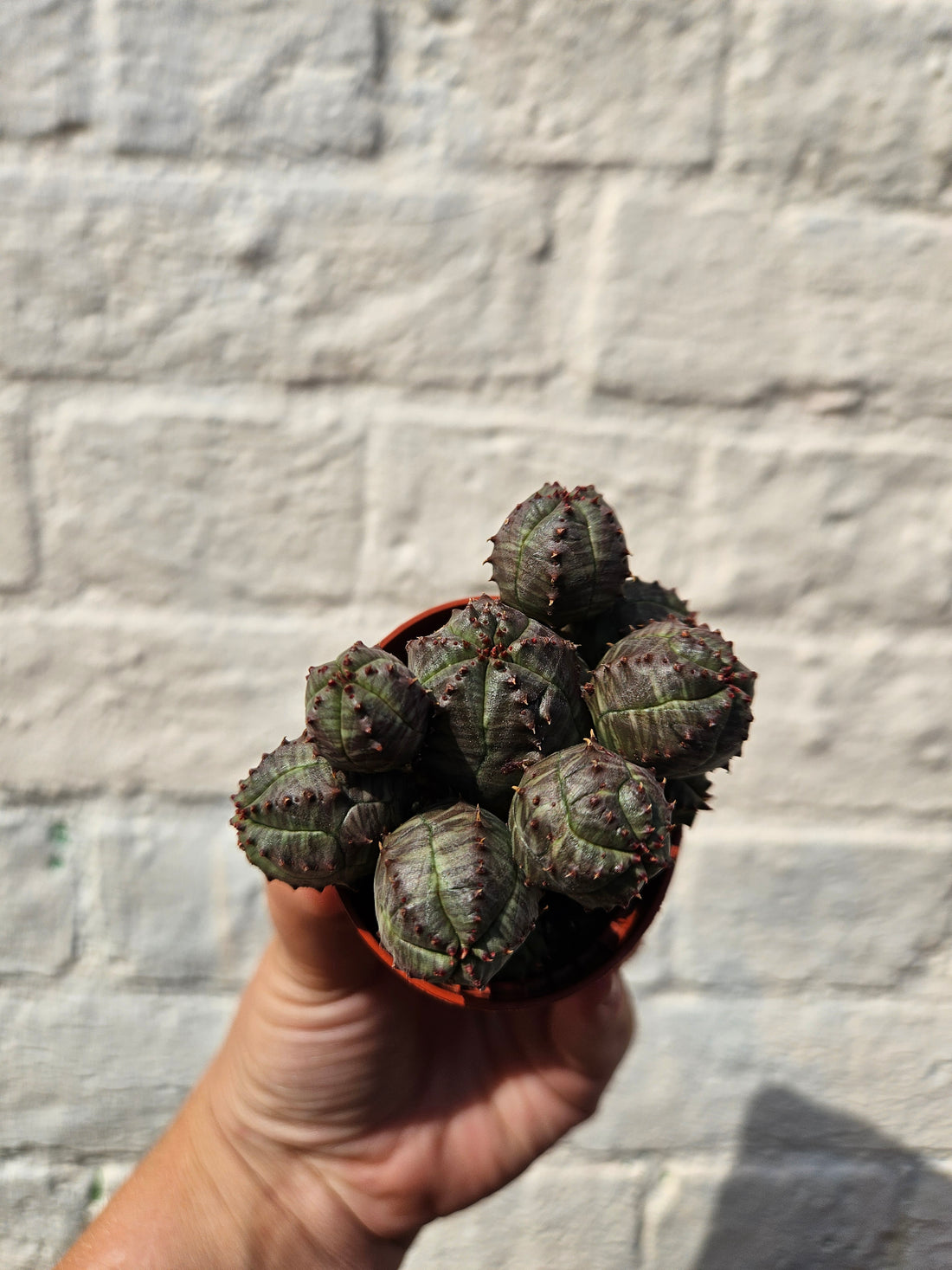 Euphorbia pseudoglobosa (False Globose)