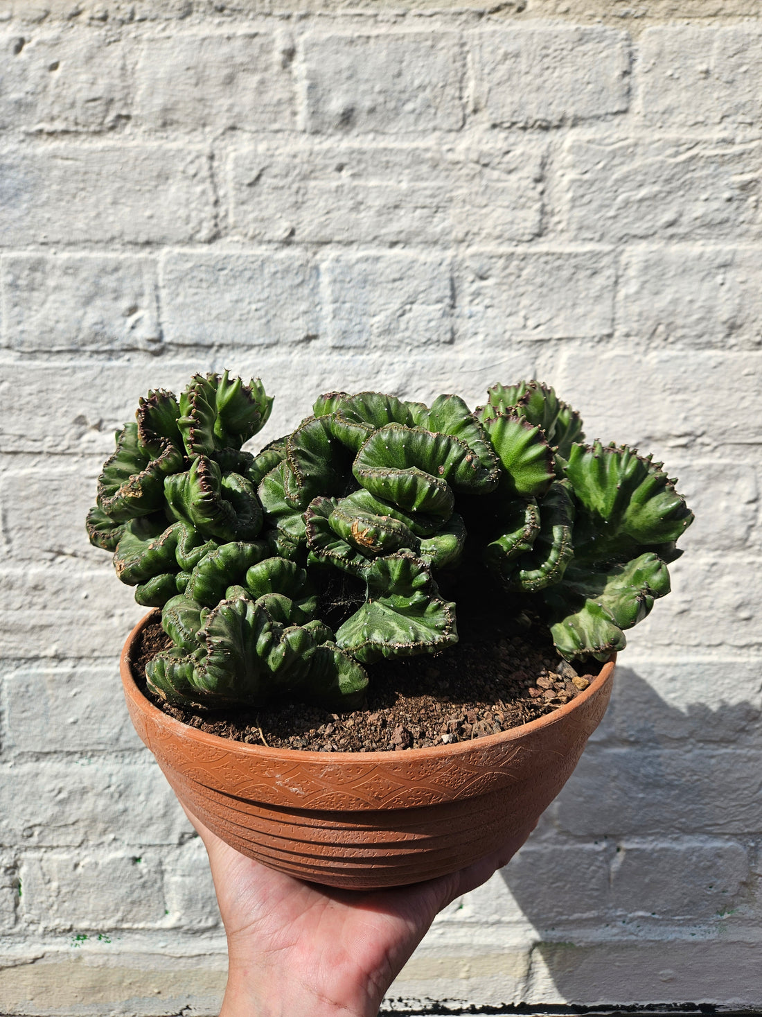 Euphorbia &