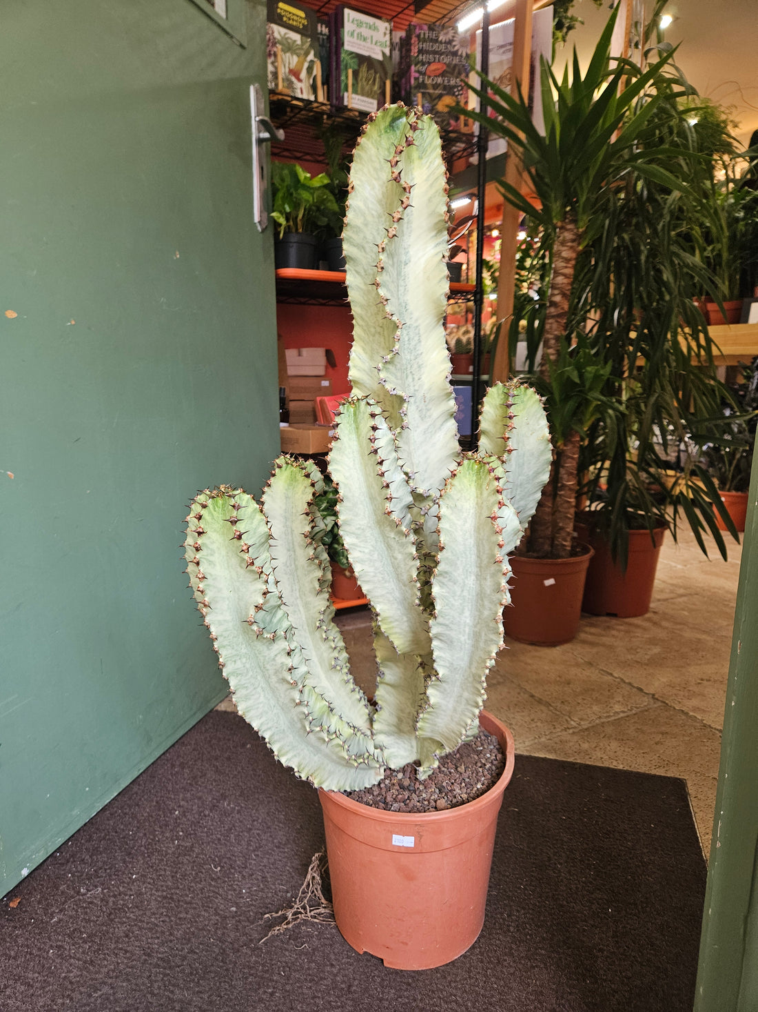 Euphorbia ingens marmorata (Marbled Candelabra Tree)
