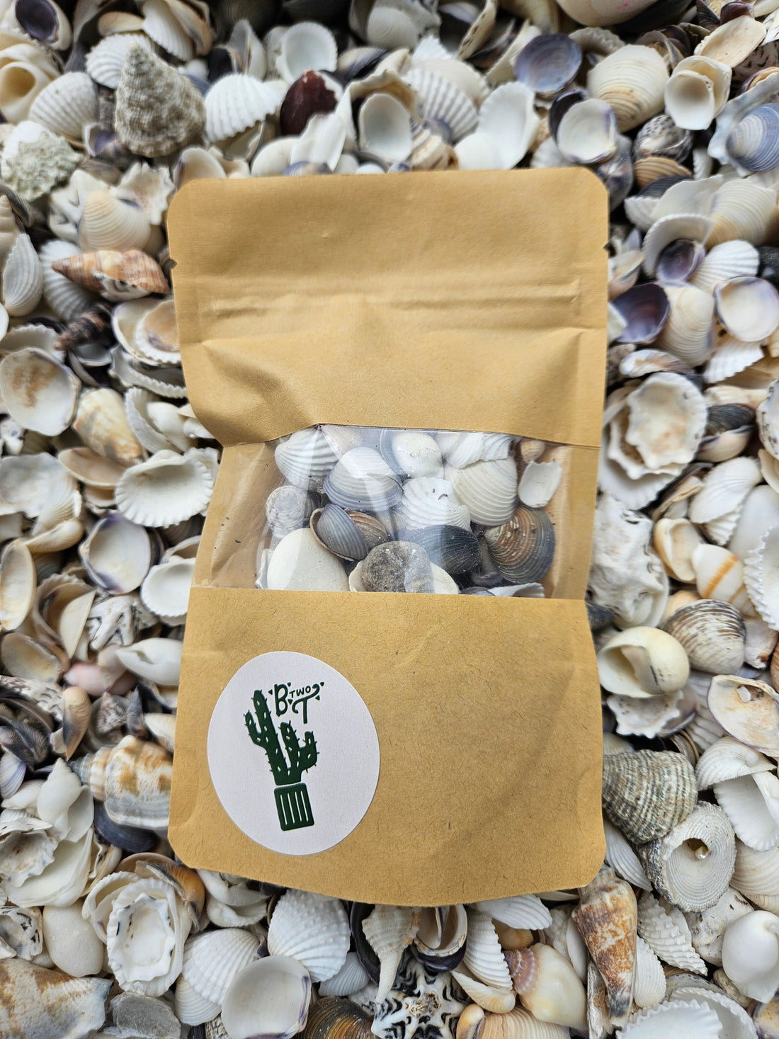 Decorative Shells