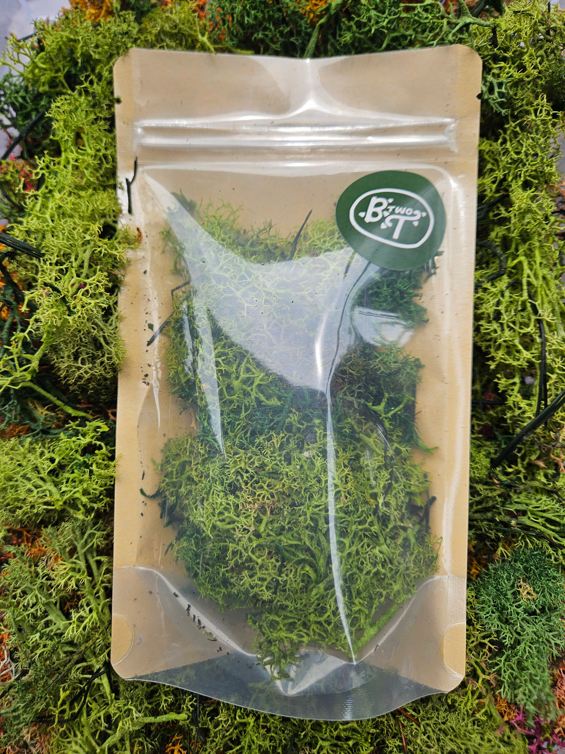 Decorative Reindeer Moss (Cladonia rangiferina-Dyed green)