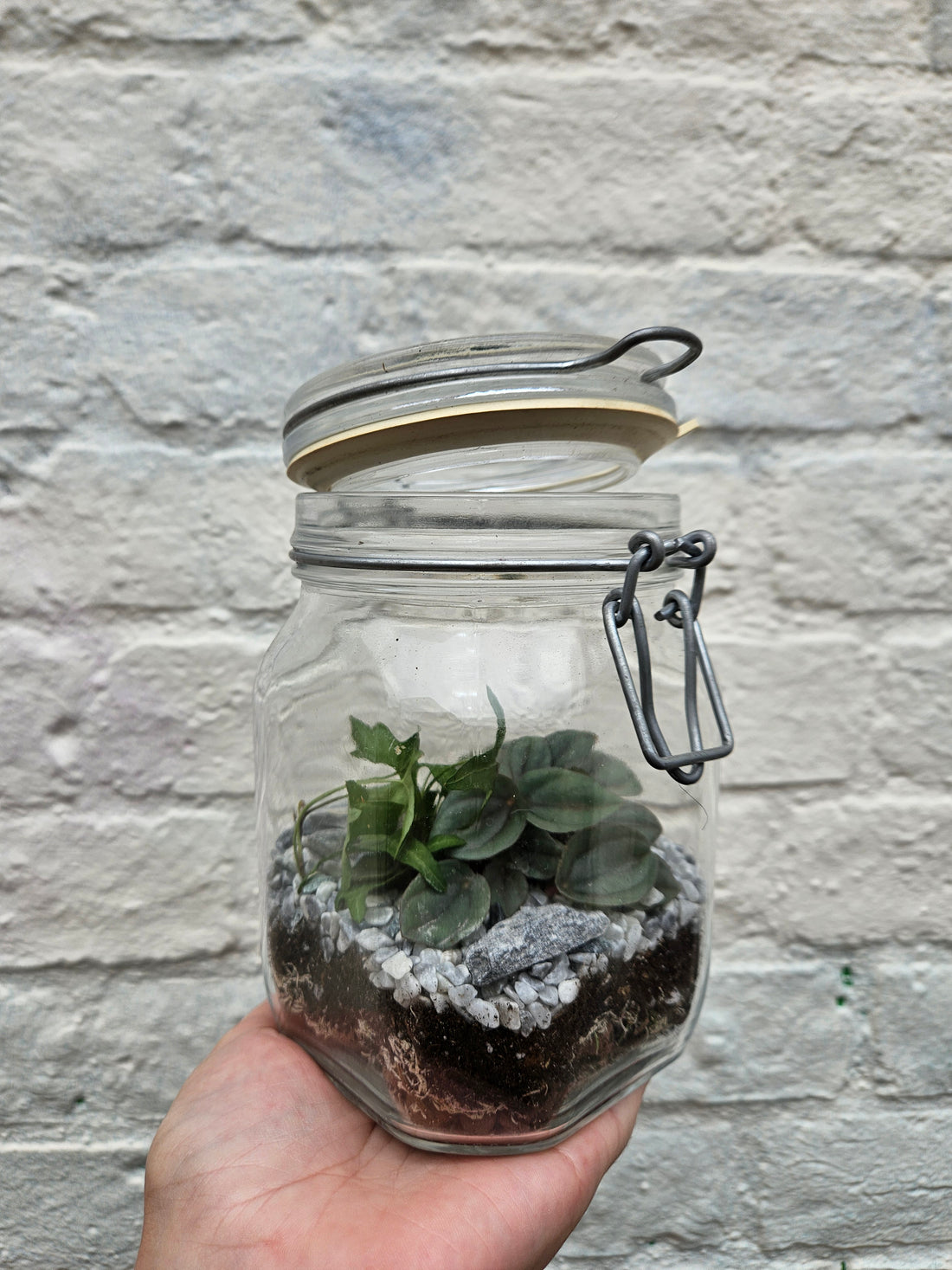 Square Glass Closed Terrarium with lid