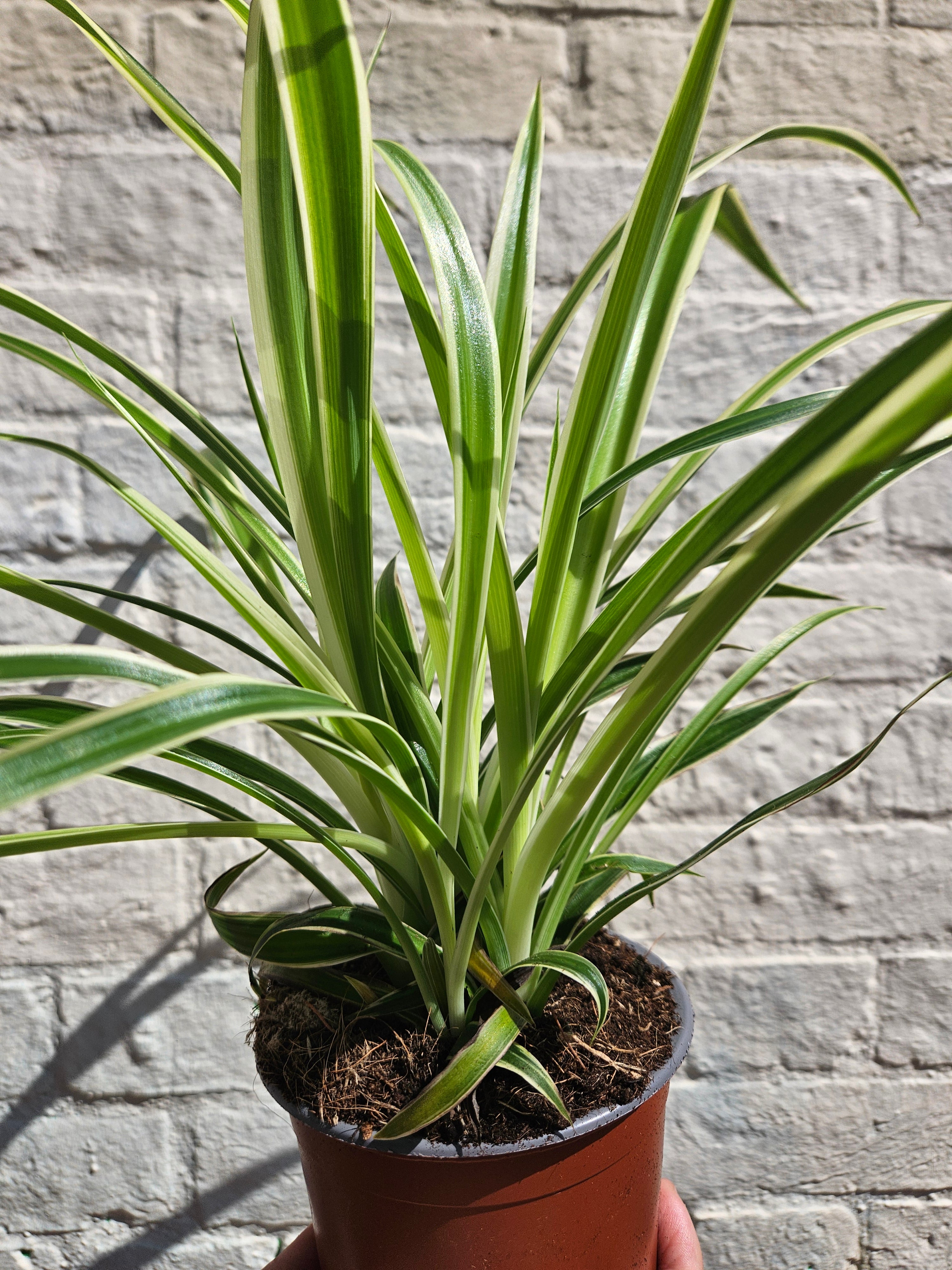 Chlorophytum comosum (Spider Plant)