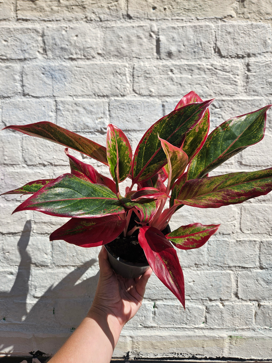 Aglaonema &