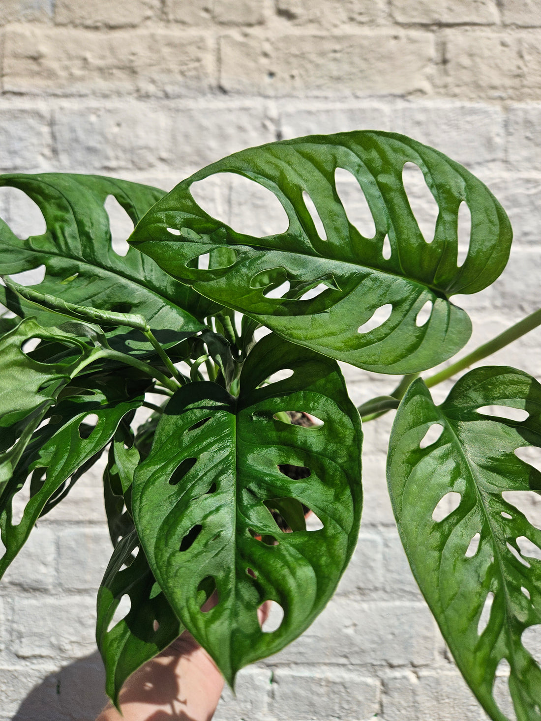 Monstera adansonii &