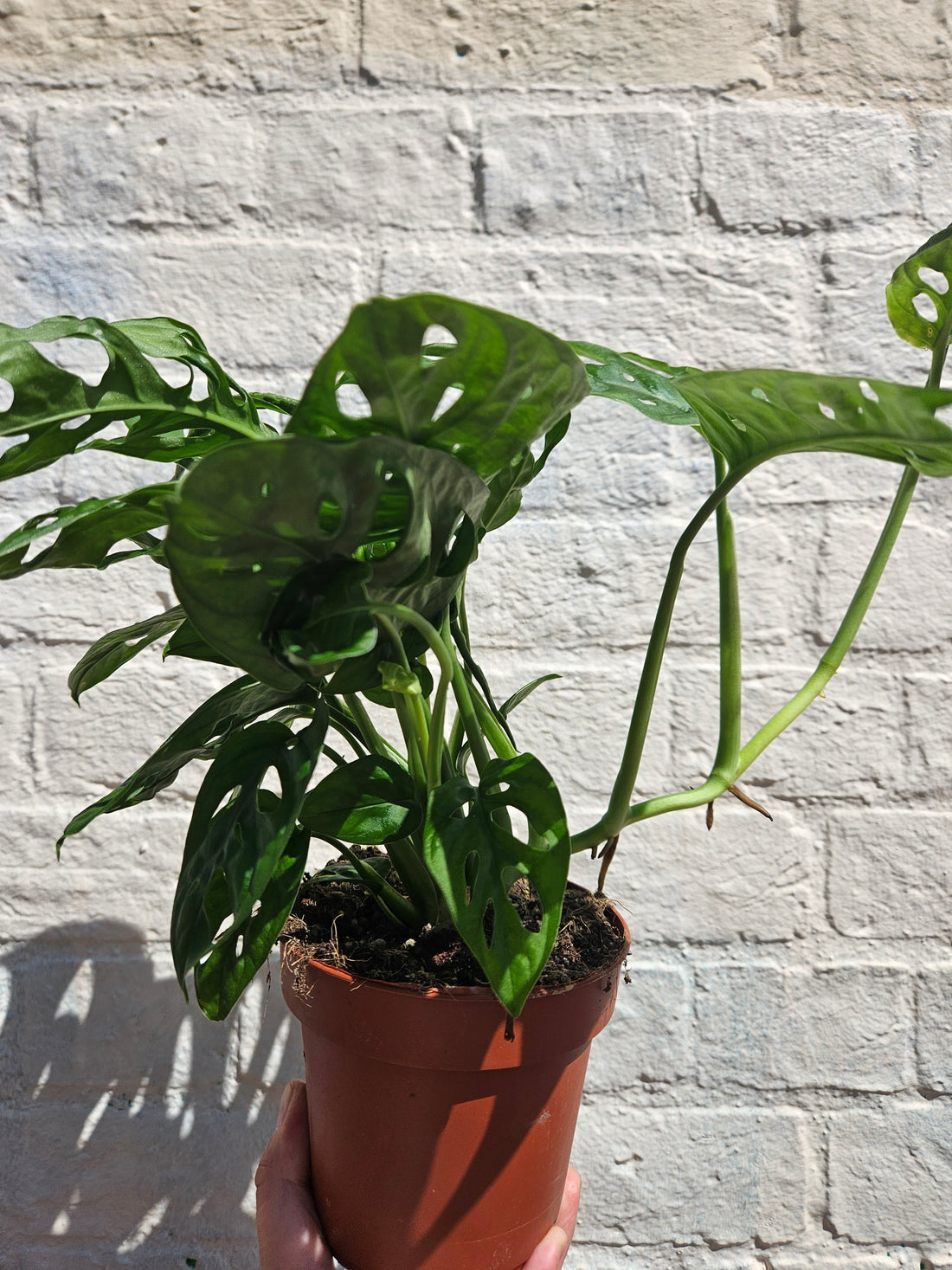 Monstera adansonii &
