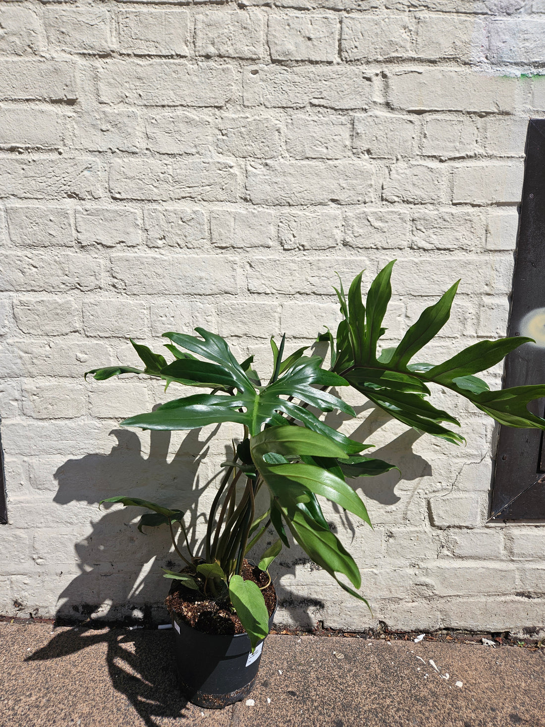 Philodendron mayoi (Tahiti philodendron)